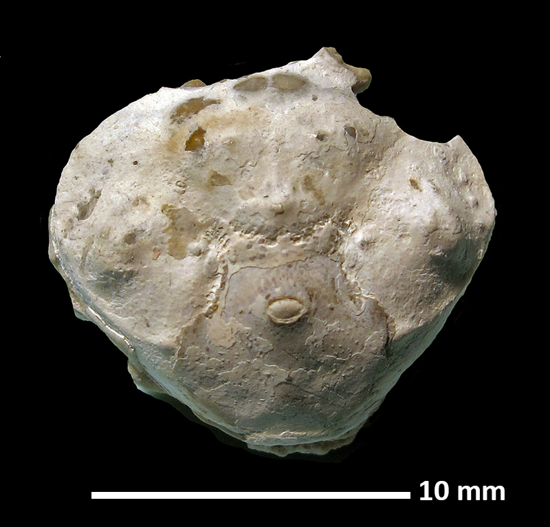 Pseudohepatiscus marinoi